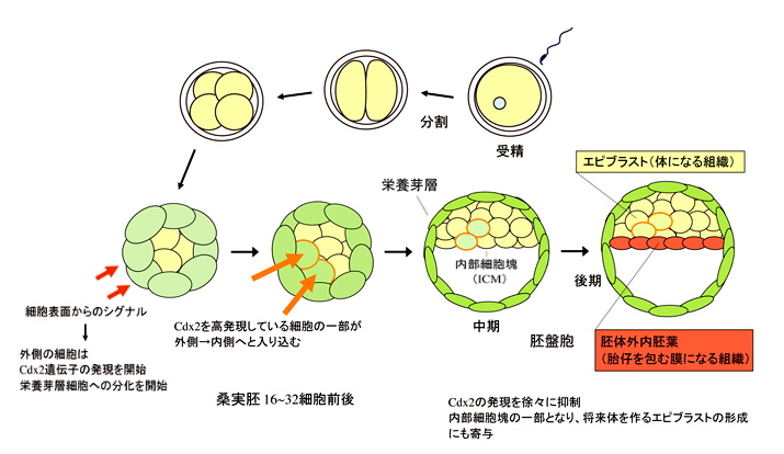 体外受精② 胚(受精卵)選別と体外受精の動向 | 大川産婦人科・高砂分院 - パート 97521135